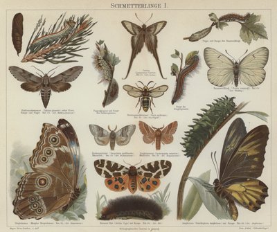 Butterflies and moths (colour litho) 作者 德国学校