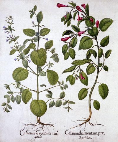 Calamints，来自Hortus Eystettensis，由Basil Besler（1561-1629），酒吧。 1613（手工雕刻） 作者 德国学校