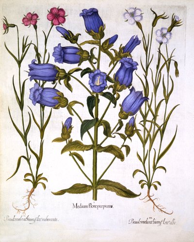 Canterbury Bells和Corn Cockles，来自Hortus Eystettensis，由Basil Besler（1561-1629），酒吧。 1613（手工彩色雕刻） 作者 德国学校