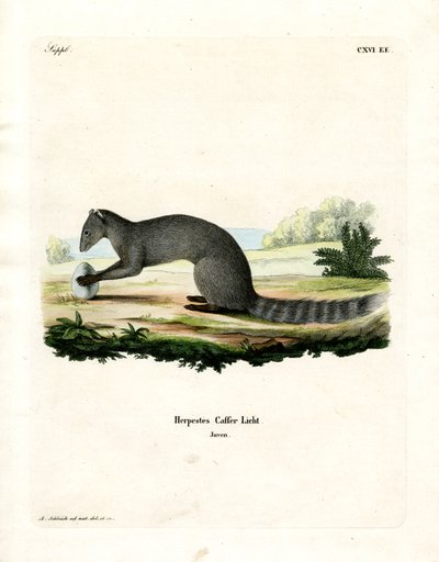 Cape Grey Mongoose（彩色雕刻） 作者 德国学校