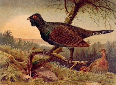 Capercaillie，来自Brehms Tierleben的记录：Allgemeine Kunde des Tierreichs，vol.5，p.474，由Bibliographisches Institut出版，1892年 作者 德国学校