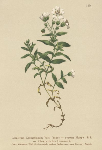 Carinthian Mouse-ear（Cerastium Carinthiacum，Cerastium ovatum） 作者 德国学校