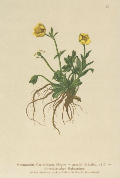 Carinthian毛茛（Ranunculus Carinthiacus，Ranunculus gracilis） 作者 德国学校