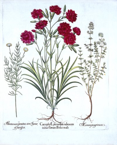 康乃馨，猫百里香和普通薰衣草棉，来自Hortus Eystettensis，由Basil Besler（1561-1629），酒吧。 1613（手工雕刻） 作者 德国学校