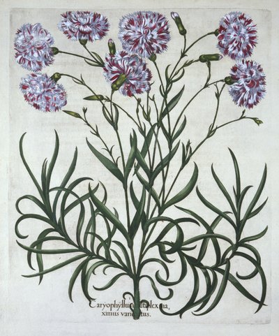 康乃馨，来自Hortus Eystettensis，由Basil Besler（1561-1629），酒吧。 1613（手工雕刻） 作者 德国学校