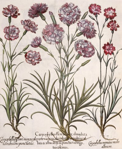 康乃馨：1.Caryophyllus flore majore; 2. Caryophyllus flore minor rubescens punctatus; 3.Cartophyllus miniatus medis albescens，来自Basil Besler（1561-1629）的Hortus Eystettensis，pub。 作者 德国学校
