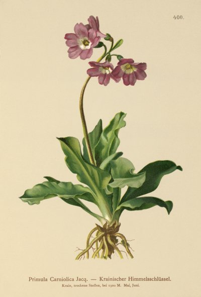 Carniolan Primrose（报春花Carniolica） 作者 德国学校