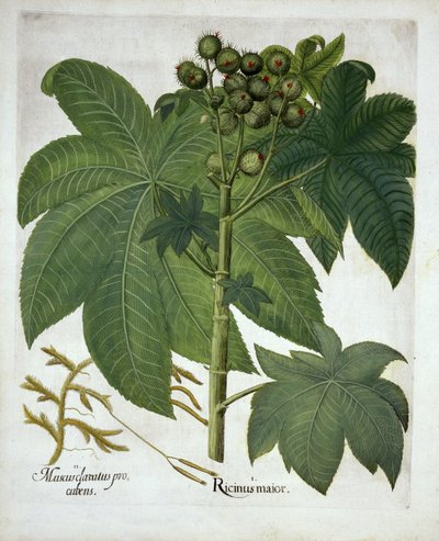 蓖麻油厂，来自Hortus Eystettensis，由Basil Besler（1561-1629）酒吧。 1613 作者 德国学校