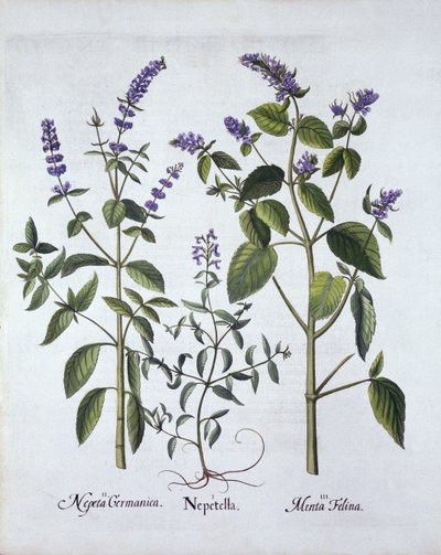 Catmintand Catnip，来自Hortus Eystettensis，由Basil Besler（1561-1629），酒吧。 1613（手工雕刻） 作者 德国学校