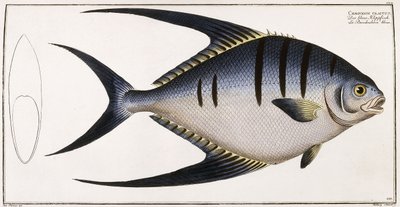 Chaetodon Glaucus，1785-1788年 作者 德国学校