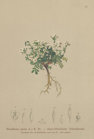 羚羊（Hutchinsia alpina，Hornungia alpina，Pritzelago alpina） 作者 德国学校