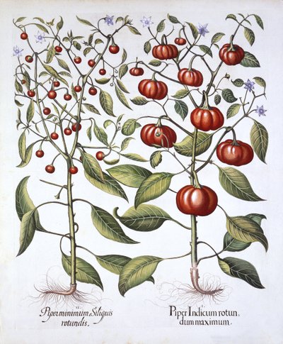 辣椒[Nightshade Family]，来自Hortus Eystettensis，由Basil Besler（1561-1629），酒吧。 1613（手工彩色雕刻） 作者 德国学校