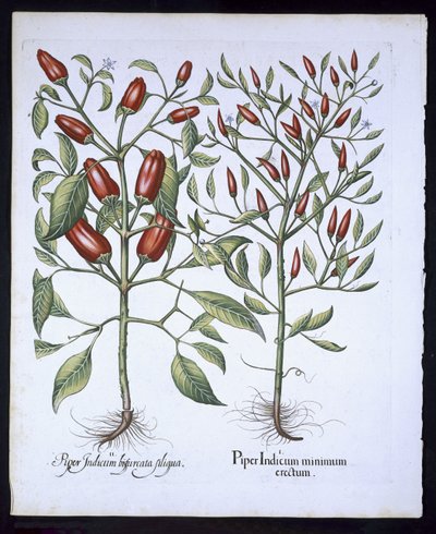辣椒植物，来自Basil Besler（1561-1629）的Hortus Eystettensis，酒吧。 1613（手工彩色雕刻） 作者 德国学校