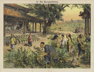 中国茶园（彩色平版印刷 作者 德国学校