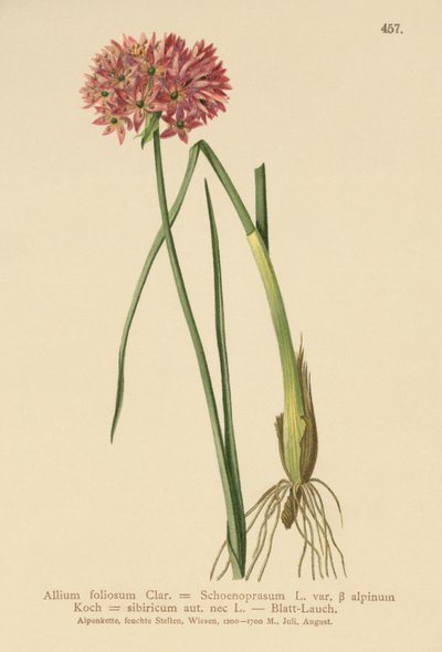 韭菜（葱属foliosum，葱schoenoprasum变种Alpmum韭等人）中 作者 德国学校