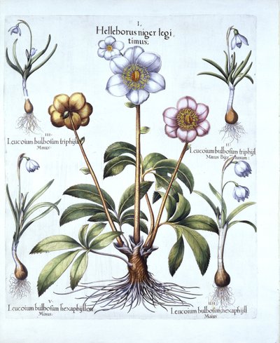 圣诞玫瑰和雪花莲变奏曲，来自Hortus Eystettensis，由Basil Besler（1561-1629），酒吧。 1613（手工雕刻） 作者 德国学校
