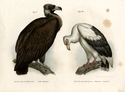 灰秃鹫，1864年 作者 德国学校