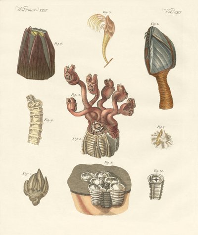 Cirrhipodas、Bristleworms 或腕足动物（彩色雕刻） 作者 德国学校