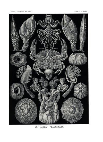 Cirripedia，1899-1904 作者 德国学校