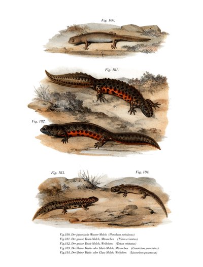 云蜥蜴（彩色平版画 作者 德国学校