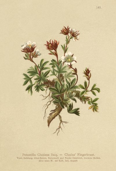 Clusius Cinquefoil（Potentilla Clusiana） 作者 德国学校