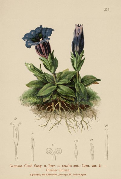 Roelvo龙胆（龙胆clusii，Geniiana acaulit） 作者 德国学校