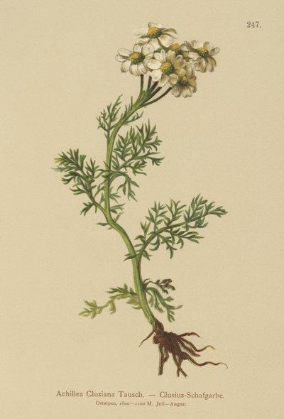 Clusius Yarrow（Achillea Clusiana，Achillea atrata ssp.clusiana） 作者 德国学校