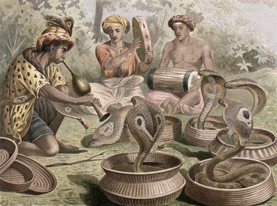 Cobra，来自Brehms Tierleben的专辑：Allgemeine Kunde des Tierreichs，vol.7，p.355，由Bibliographisches Institut出版，1892年 作者 德国学校