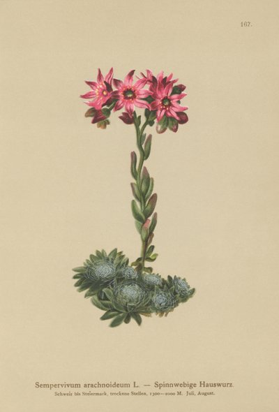Cobweb Houseleek（Sempervivum arachnoideum，Sedum arachnoideum，Sempervivum sanguineum） 作者 德国学校