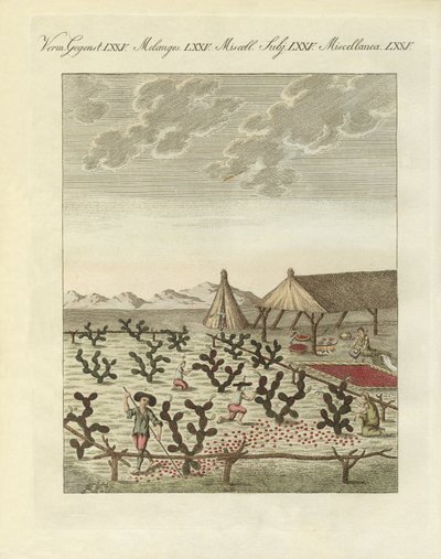 收集 cochenilles (彩色雕刻) 作者 德国学校