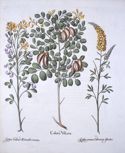 Colutea Tree和Cytisus Varieties，来自Hortus Eystettensis，由Basil Besler（1561-1629），酒吧。 1613（手工彩色雕刻） 作者 德国学校