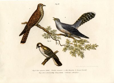 常见的杜鹃，1864年 作者 德国学校