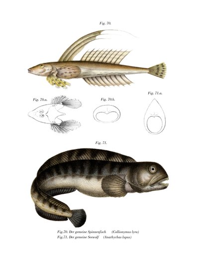 Common Dragonet（彩色石版画） 作者 德国学校