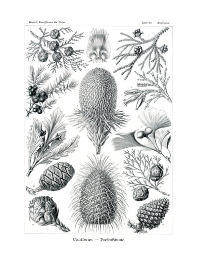Coniferae，1899-1904 作者 德国学校
