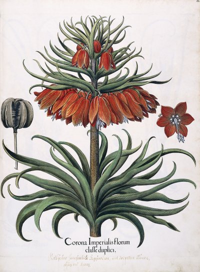 皇家花冠，1613年 作者 德国学校
