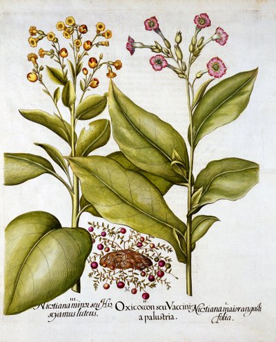 蔓越莓和开花烟草，来自Hortus Eystettensis，由Basil Besler（1561-1629），酒吧。 1613（手工雕刻） 作者 德国学校