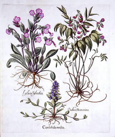 Creeping Bugle，Spring Vetch和Red Campion，来自Hortus Eystettensis，由Basil Besler（1561-1629），酒吧。 1613（手工彩色雕刻） 作者 德国学校