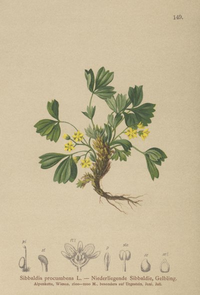 爬行Sibbaldia（Sibbaldia procumbens） 作者 德国学校