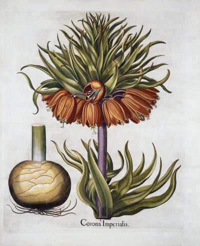 皇家帝国称为Fritillaria，来自Hortus Eystettensis，由Basil Besler（1561-1629）酒吧。 1613 作者 德国学校