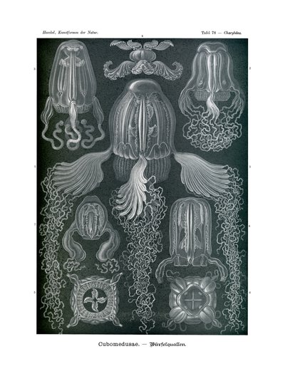 Chirodropida，1899-1904 作者 德国学校