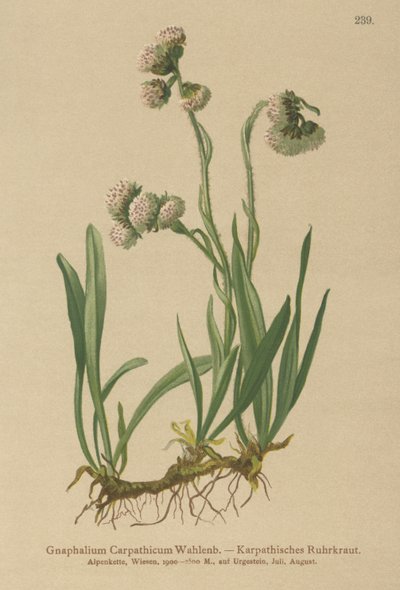 Cudweed（Gnaphalium Carpathicum） 作者 德国学校