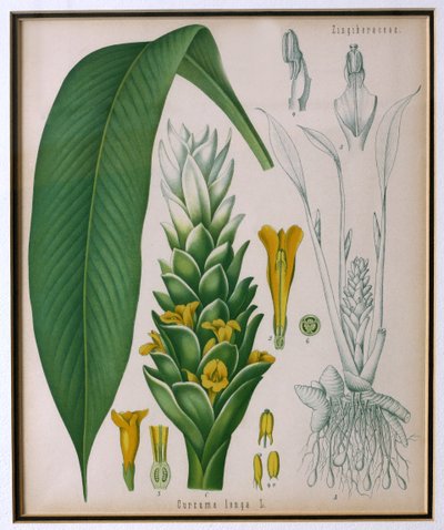 来自Kohlers Medicinal Plants的Curcuma longa（姜黄）由Franz Eugen Kohler 作者 德国学校
