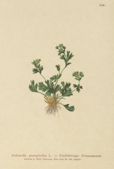切割Leaved Ladys Mantle（Alchemilla pentaphyllea） 作者 德国学校