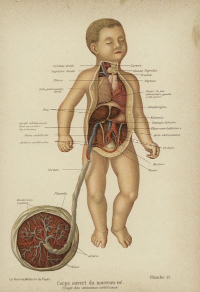 剖视图显示新生儿的内脏及其脐带（彩色石版画） 作者 德国学校