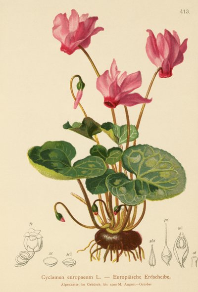仙客来（Cyclamen europaeum） 作者 德国学校