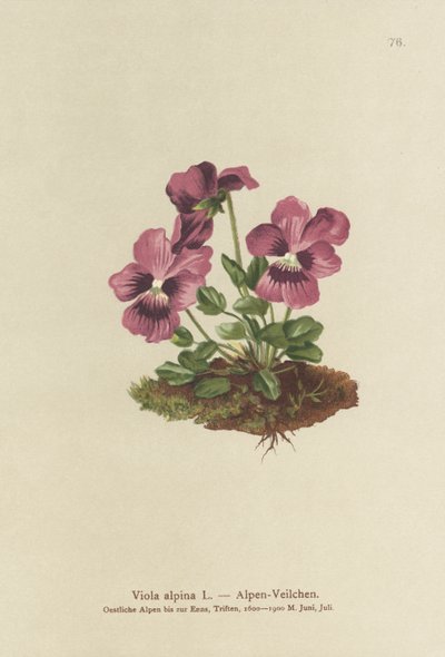 仙客来，高山紫罗兰（Viola alpina） 作者 德国学校