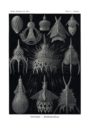 Cyrtoid，1899-1904 作者 德国学校
