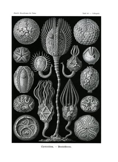 Cystoidea，1899-1904 作者 德国学校