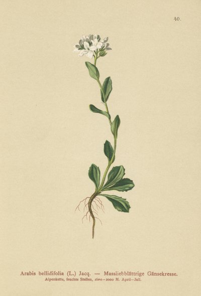 Daisyleaf Rock-Cress（Arabis bellidifolia） 作者 德国学校