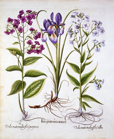 Dames Violet和Field Iris，来自Hortus Eystettensis，由Basil Besler（1561-1629），酒吧。 1613（手工彩色雕刻） 作者 德国学校